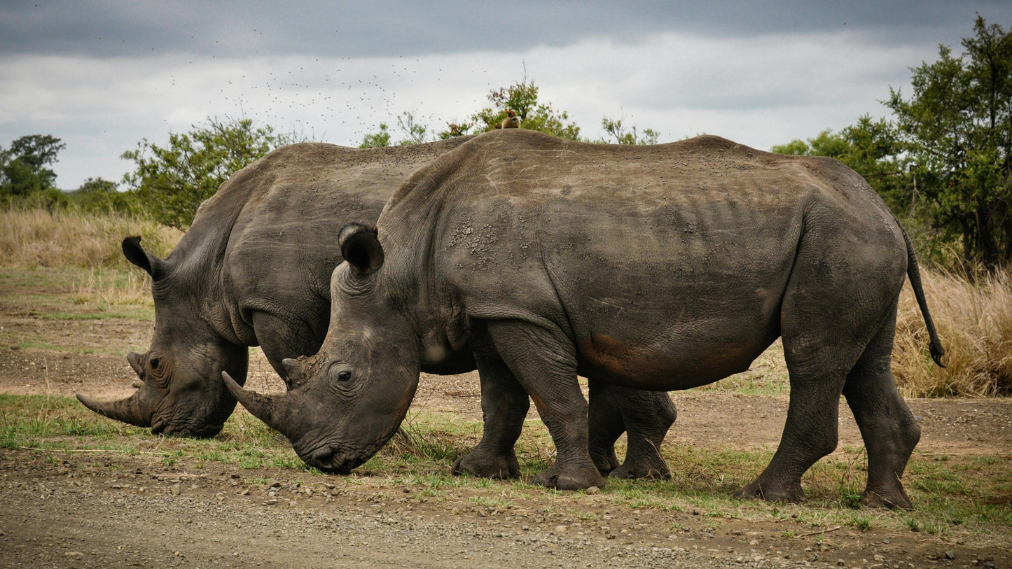 Two Rhino on Gray Field
