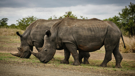 Two Rhino on Gray Field