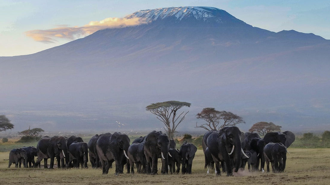 africa, kenya, amboseli