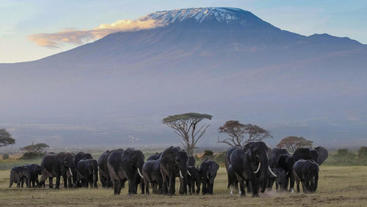 africa, kenya, amboseli